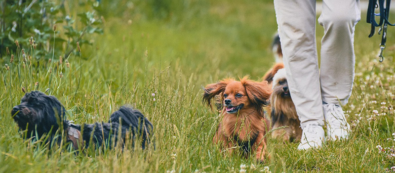 Tierbetreuungskosten absetzen